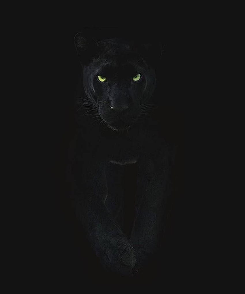 Siyah Puma HD telefon duvar kağıdı