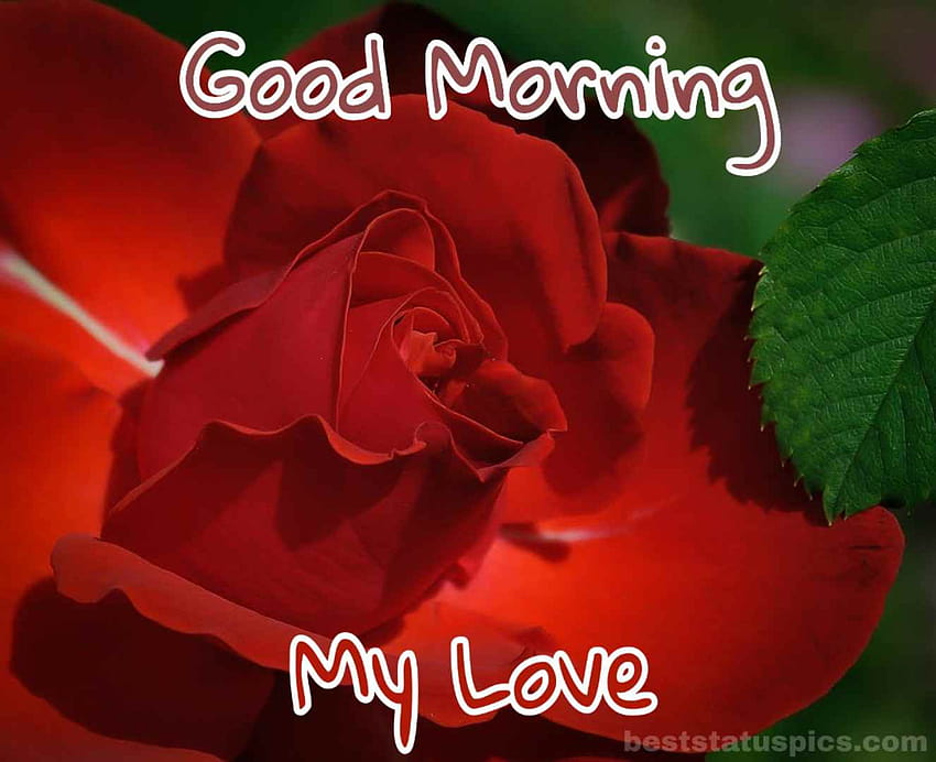 Good Morning My Love With Rose For A Lover HD wallpaper