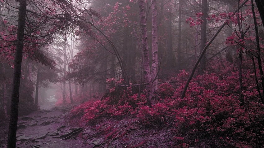 Dunkle Ästhetik: 2, rosa dunkle Ästhetik HD-Hintergrundbild