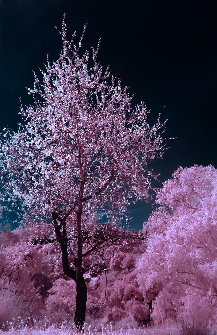pink and brown cherry blossom tree during nighttime – on, magic cherry blossom tree HD phone wallpaper