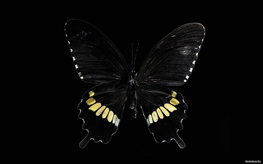 Dark Butterfly White Lentiggine, farfalla Sfondo HD