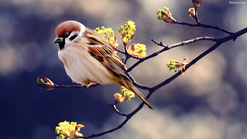 Sparrow Definisi Tinggi 31919, burung pipit musim semi Wallpaper HD