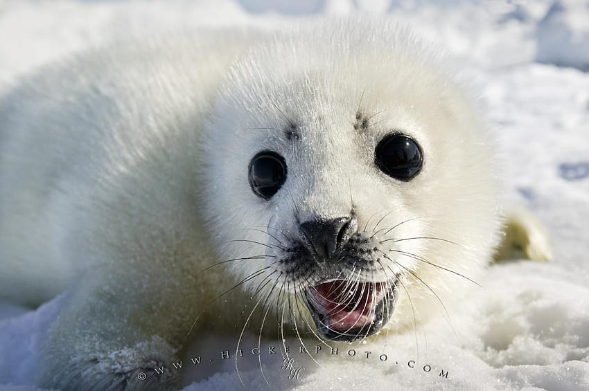 background: Cute White Coat Harp Seal Baby Pup, baby animal seals HD wallpaper