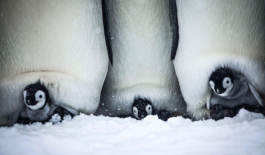 Zobacz, jak malutki pingwinek walczy o przetrwanie w swoim chłodnym domu, małe pingwiny Tapeta HD