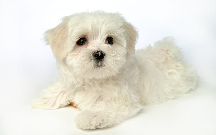 Cute white puppy HD wallpaper | Pxfuel