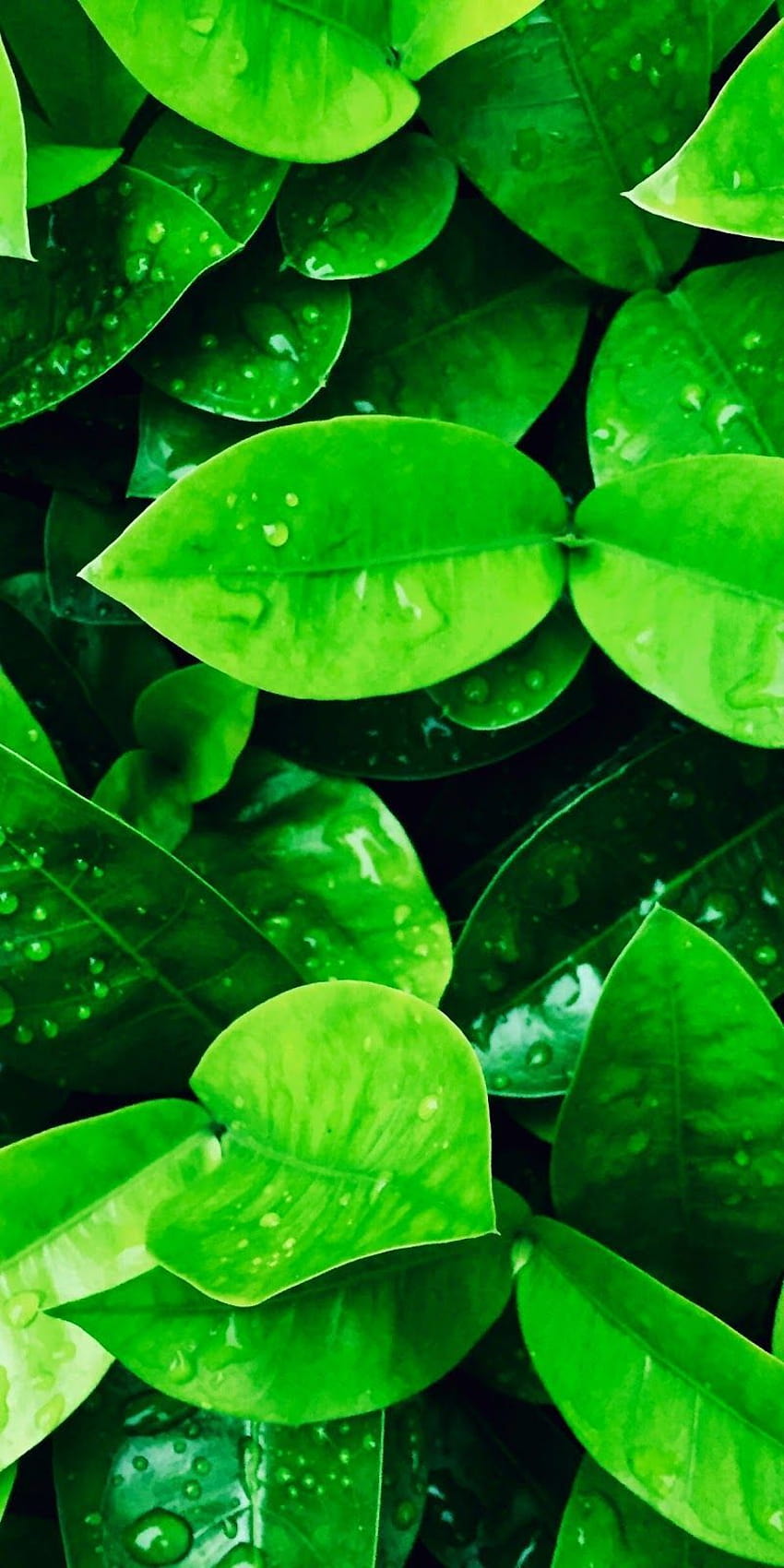 iPhone Natureza Verde, natureza verde iphone Papel de parede de celular HD