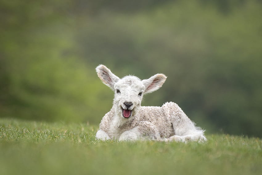 6158025 / sheep, cute, green, lamb, spring, white, tongue, cute lambs HD wallpaper