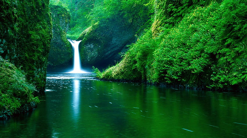무성한 녹색 자연의 아름다움 HD 월페이퍼