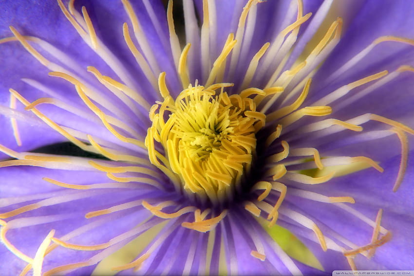 Clematis Close Up Flower ❤ for, clematis flower HD wallpaper