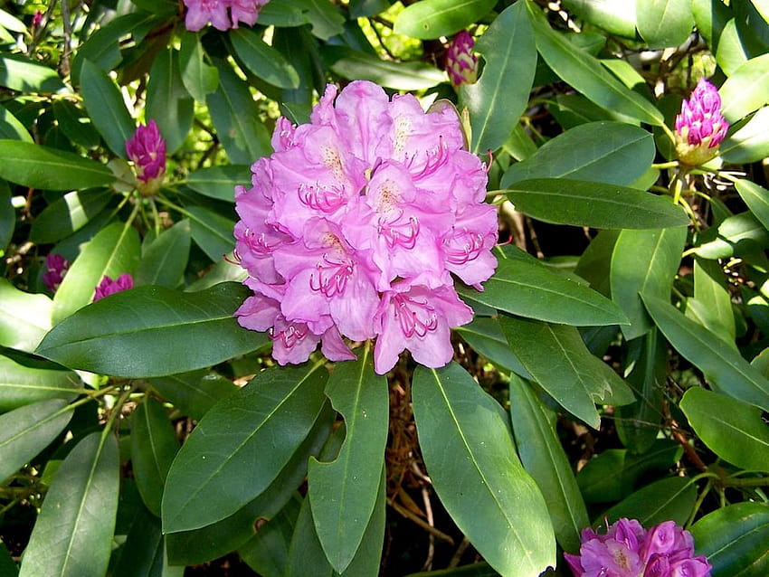 New River Gorge Gallery :: Plantes fleuries de la fin de la Virginie occidentale, rhododendron Fond d'écran HD