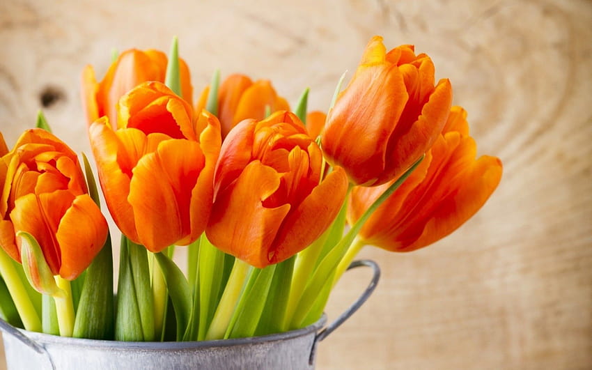 Lindas tulipas laranja, bando de tulipas laranja papel de parede HD