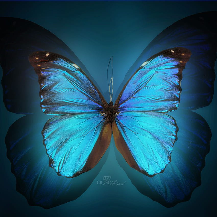 Beautiful, morpho butterflies HD phone wallpaper