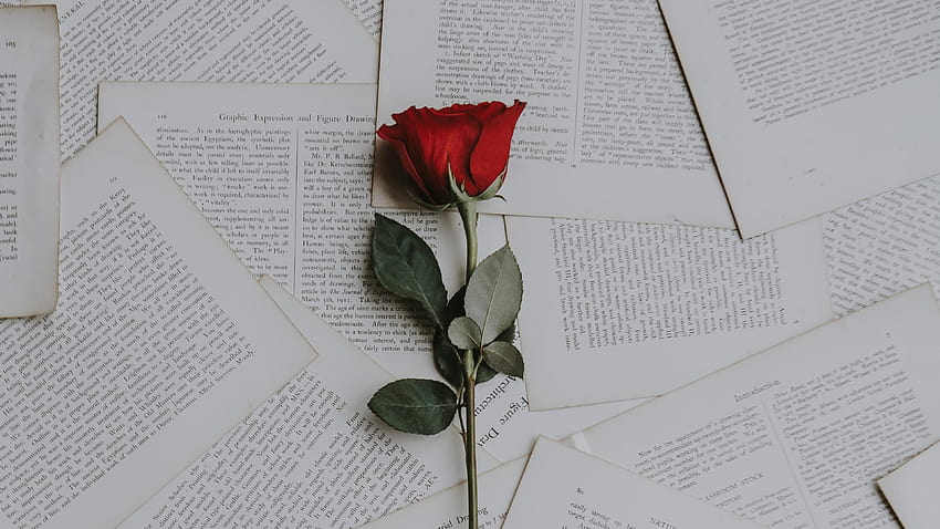 red rose book pages book page in 2020 HD wallpaper