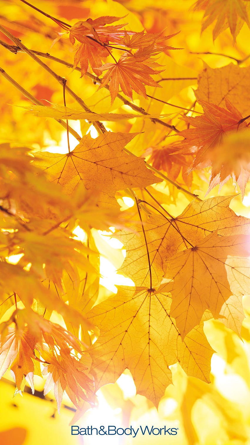 Herbstlaub iPhone, gelbes Ahornblatt HD-Handy-Hintergrundbild