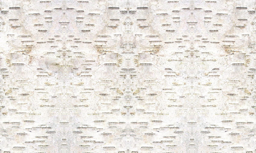 Texture of a birch bark of a young tree Macro Wallpaper Closeup Stock  Photo  Alamy