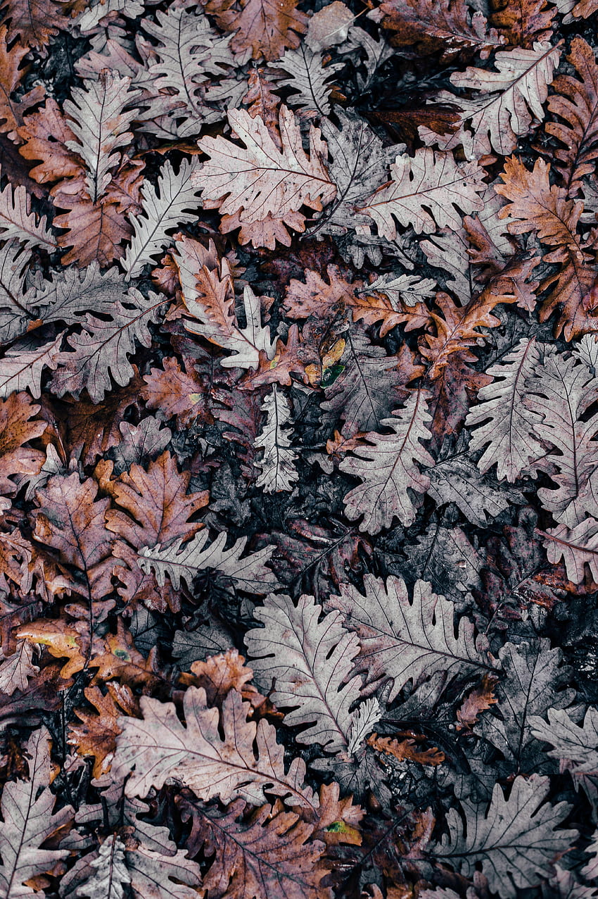 10 Minimalis Menakjubkan untuk iPhone X, warna vintage musim gugur wallpaper ponsel HD