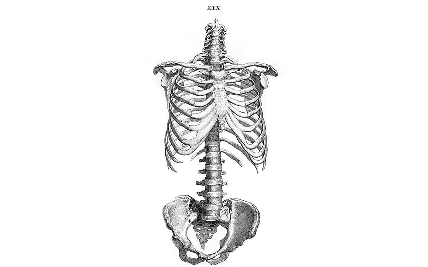 解剖学スケルトン肋骨骨人体骨盤 1680x1050 高品質、高精細、体の部分 高画質の壁紙