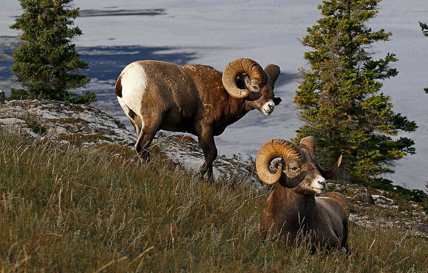 nature, Canada, horns, RAM, bighorn sheep , section животные HD wallpaper