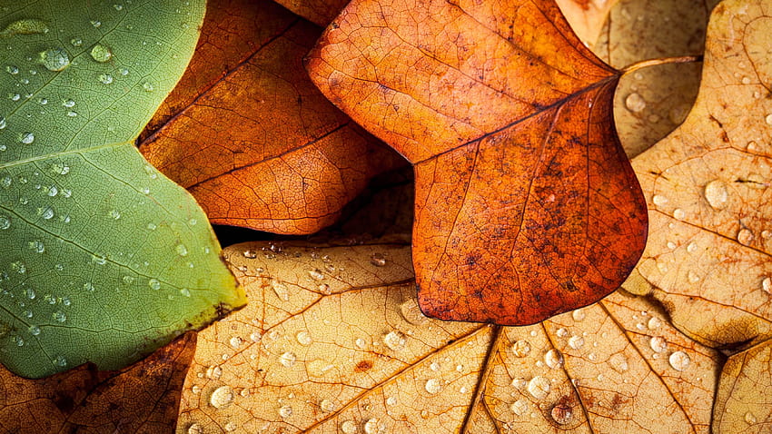 several withered leaves, green and brown leaves water drops … in 2021, green autumn leaves HD wallpaper