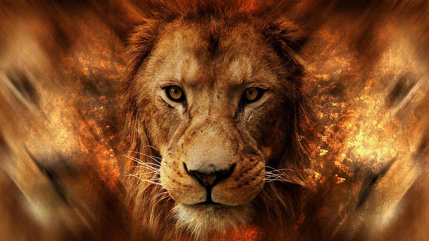 Lion Face Cool HD wallpaper | Pxfuel