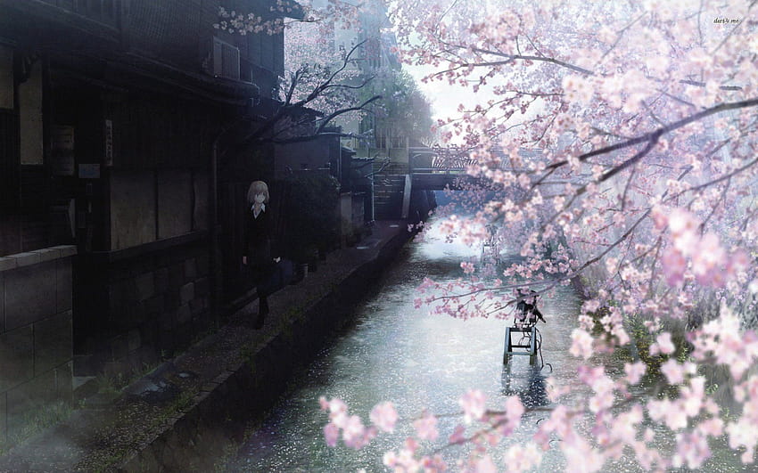 Anime Cherry Blossom di Dapatkan, anime cherryblossom Wallpaper HD