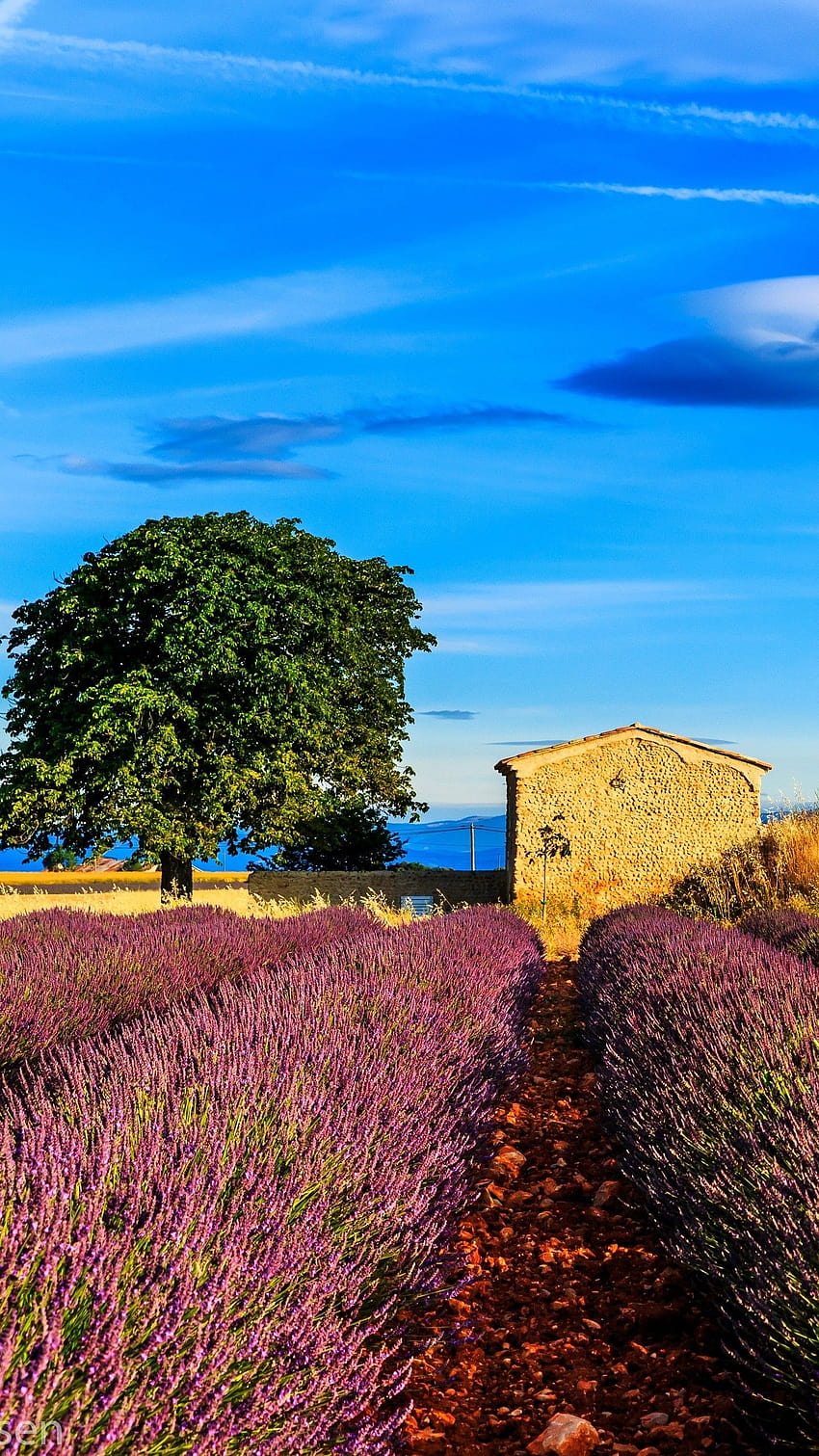 6 Provence, provence frança Papel de parede de celular HD