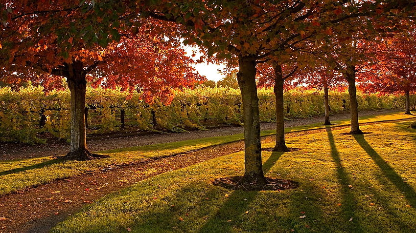 1920x1080 garden, trees, autumn, footpath, poles, leaves, lawn, evening Full Backgrounds, evening autumn HD wallpaper