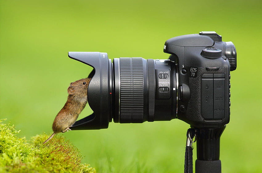 カメラ マウス レンズ、デジタル一眼レフ カメラ 高画質の壁紙