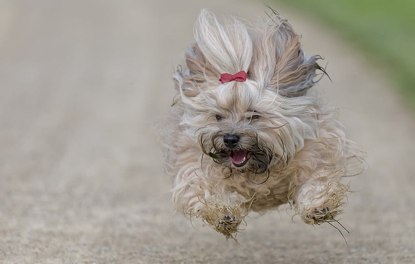 dog, running, flight, The Havanese , section собаки HD wallpaper