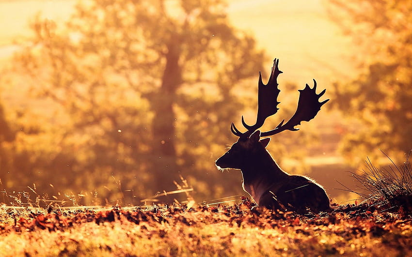 Deer, Animals, Backgrounds, and, deer autumn HD wallpaper | Pxfuel