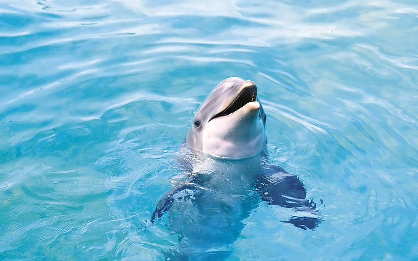 Dolphin 17 Backgrounds, dolphin backgrounds HD wallpaper