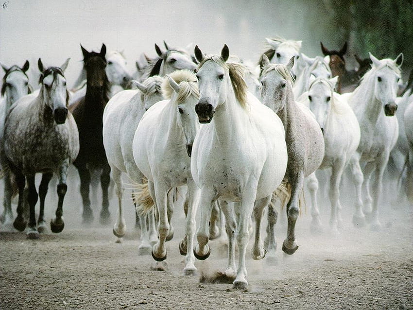 Running Horse White Horses Running for [1024x768] para seu celular e tablet, 7 cavalos brancos papel de parede HD