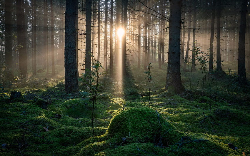 森, コケ, 自然, 太陽光線の背景 &, 森の中の太陽光線の 高画質の壁紙