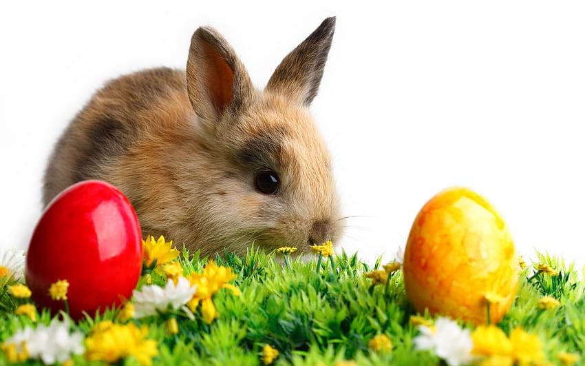 2560x1600 rabbit, easter, eggs, grass, white, bunnies with eggs HD wallpaper