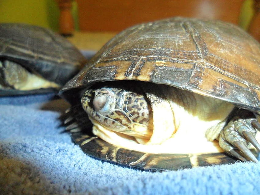 New African Sideneck Owner, african sidneck turtle HD wallpaper