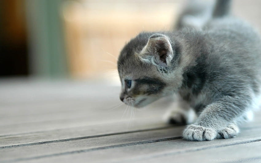 50 Cute Kittens You Need to See