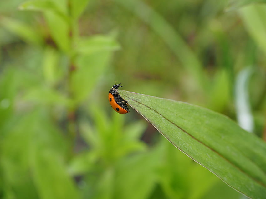 Elytron, Ladybug, Beetle, Coccinellidae, color verde, temas de animales, escarabajo mariquita fondo de pantalla