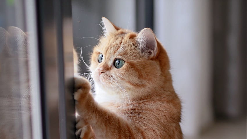 Sevimli Kedi Pfp Komik, kedi pfp sevimli HD duvar kağıdı