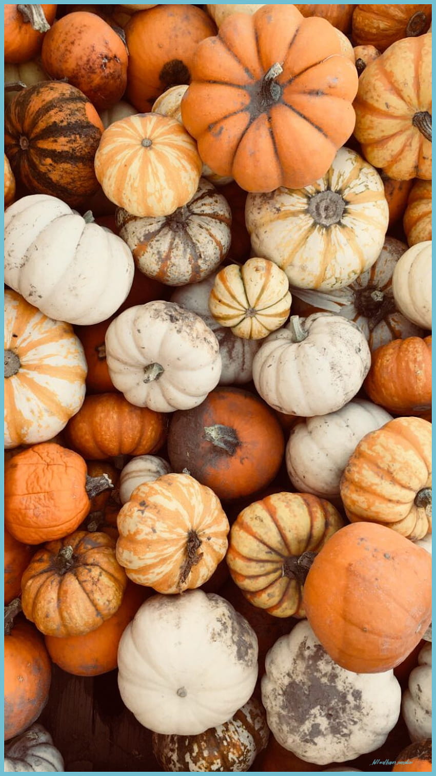кяαzуωнιтєgυяℓ♛ Pumpkin , Iphone Fall, Fall, aesthetic pumpkin HD phone  wallpaper | Pxfuel