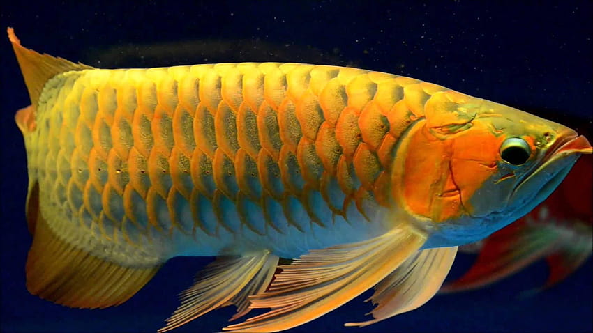 Arowana-Fisch HD-Hintergrundbild