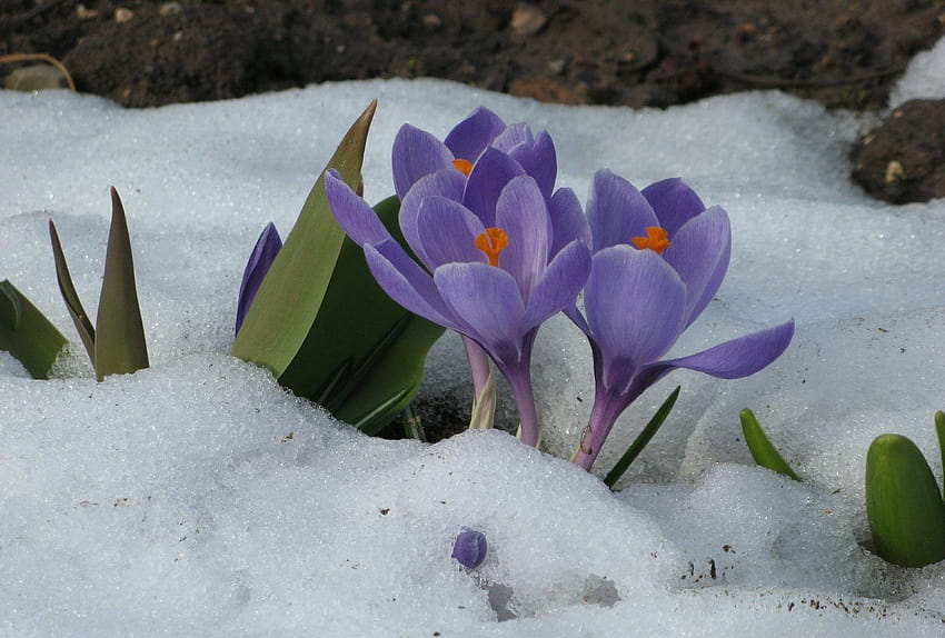 Açafrões Azuis Crocus Ostern Flower Primavera Inverno Neve, flores de açafrão azul papel de parede HD