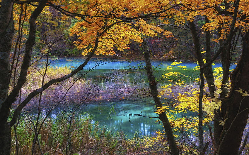 Blue Lake Goshikinuma Fukushima Japan Autumn Scenery, autumn japanese lake HD wallpaper
