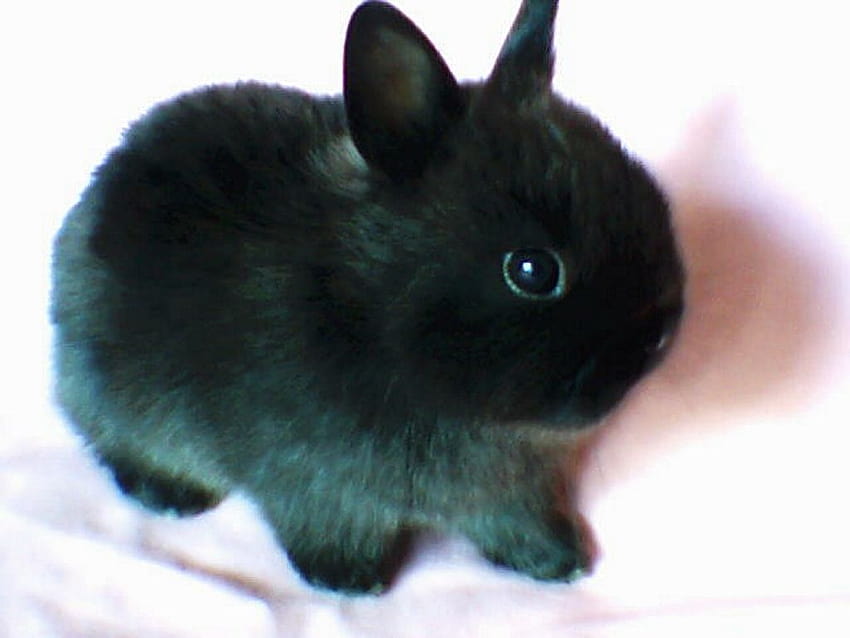 Black Netherland Dwarf Bunny......... HE'S SO CUTE AND FLUFFY!!!!!!!!!!!!! HD wallpaper