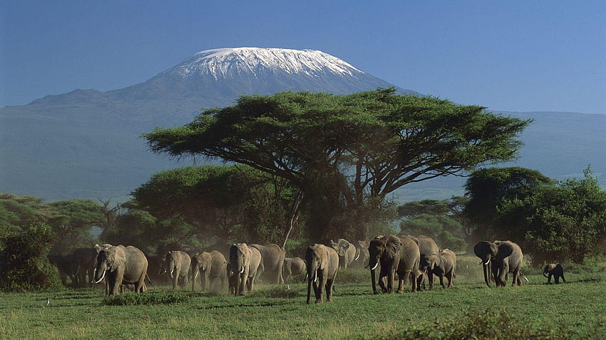 20 Fantastic Animal Herd, group of elephants HD wallpaper