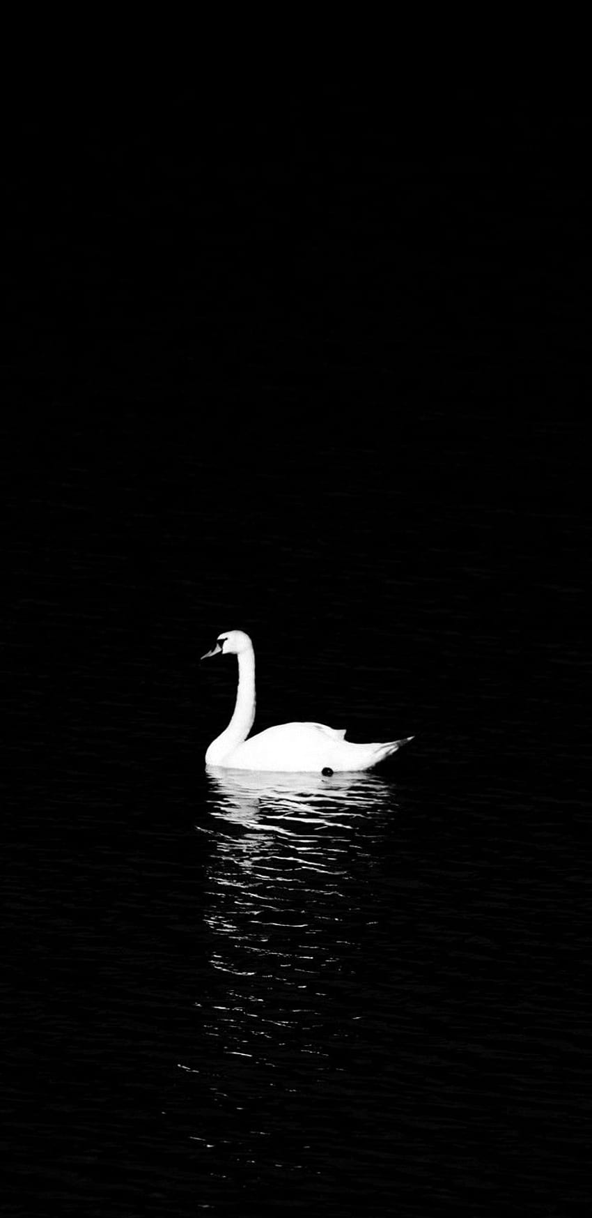 Black Swan BTS jimin black swan HD phone wallpaper  Pxfuel