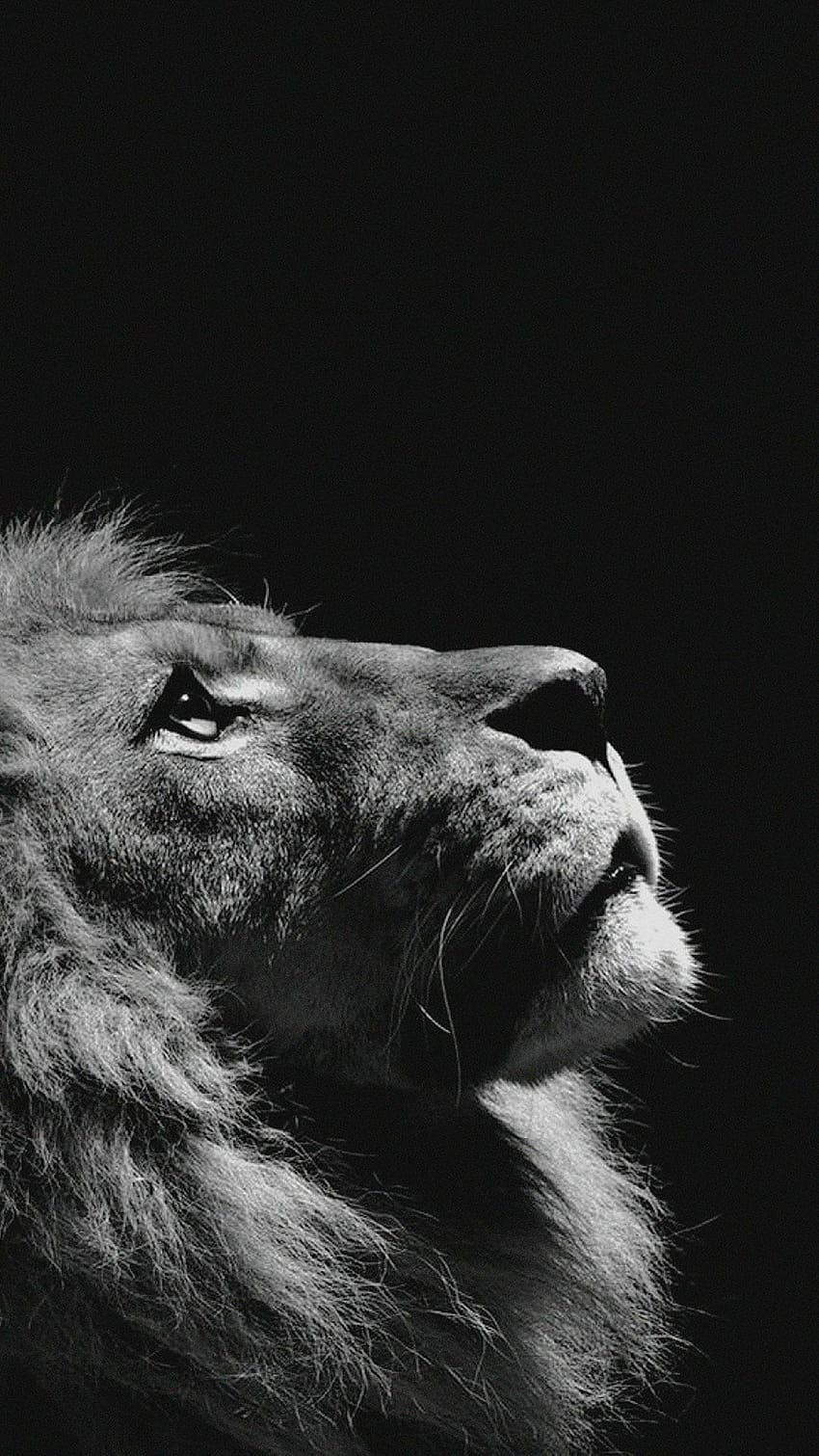 leone maschio, faccia, nero Sfondo del telefono HD