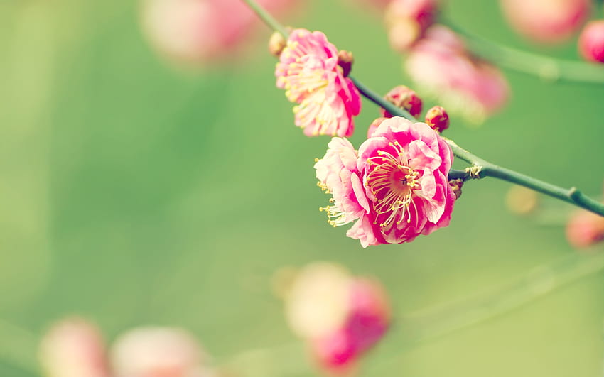 Albicocca giapponese, fiori giapponesi Sfondo HD