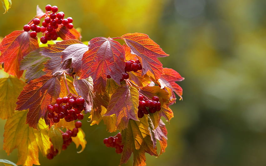 Fall Pulse [1680x1050] for your , Mobile & Tablet, aunty full HD wallpaper
