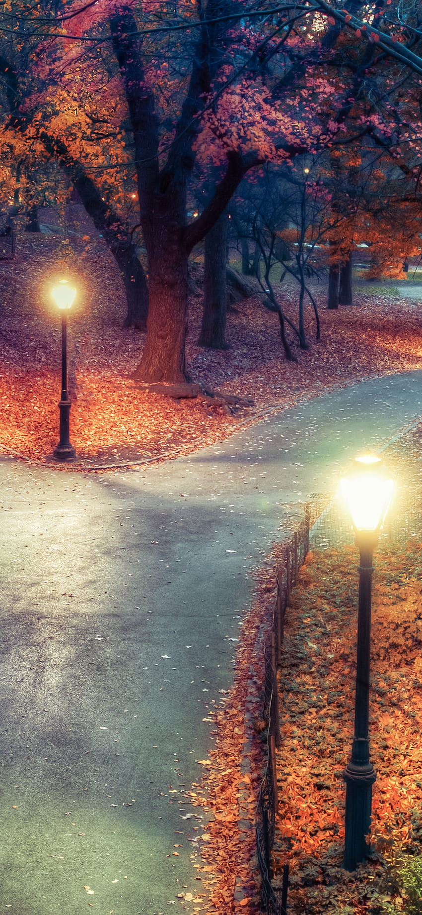 Central Park , New York City, Autumn leaves, Path, Night, Nature, city ...