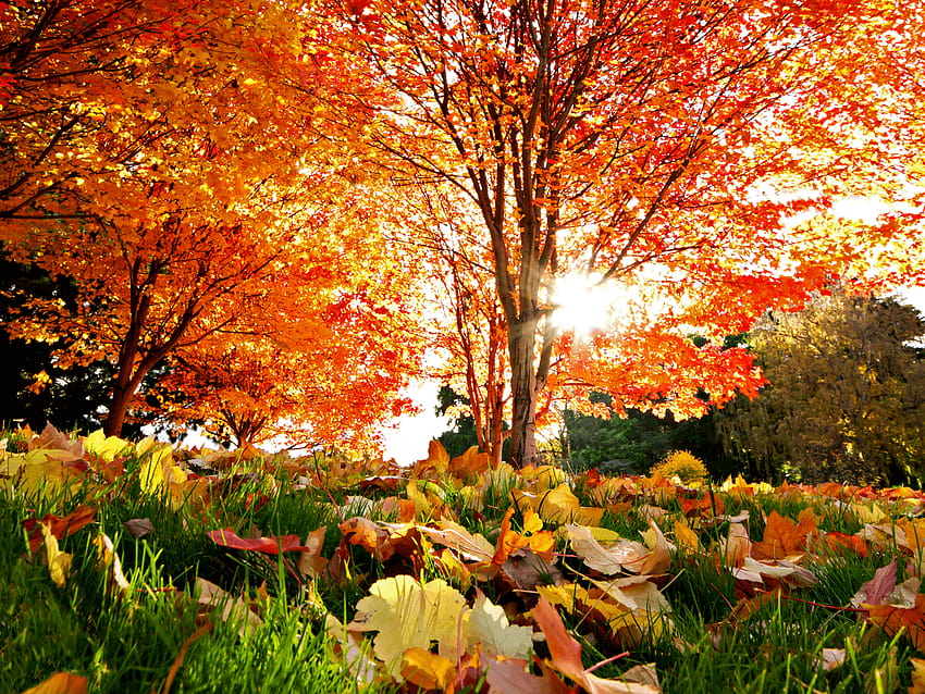 Korean Autumn, girly autumn HD wallpaper